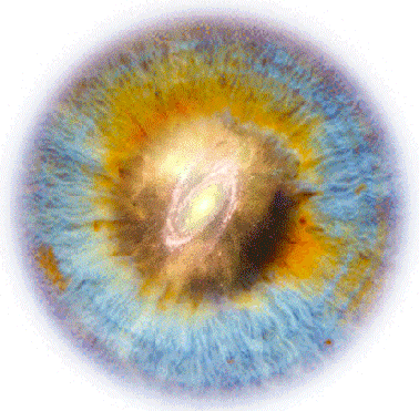Consciousness and the universe image