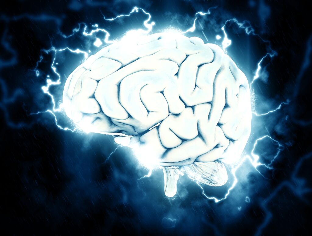 human brain
