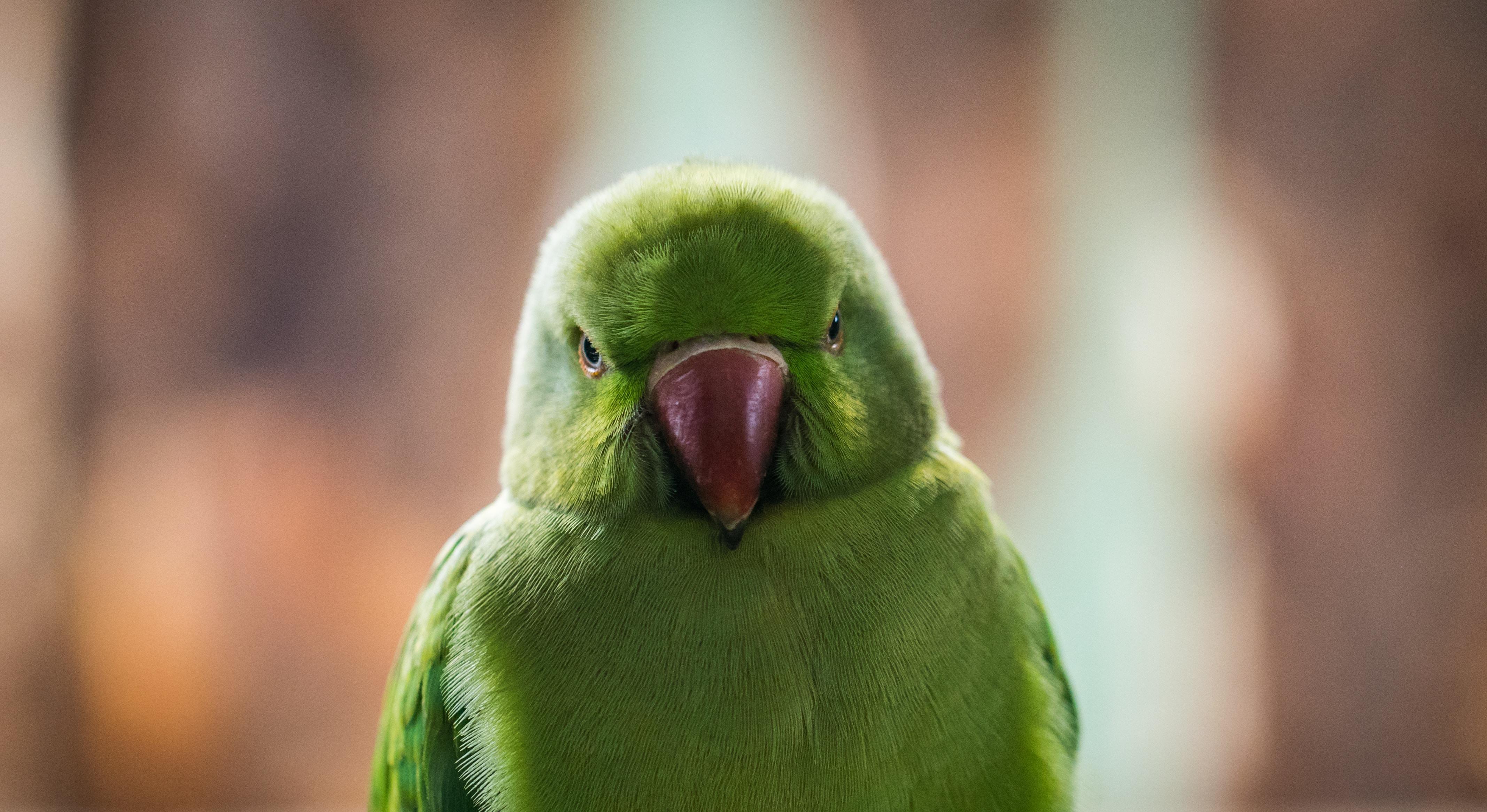 angry parrot