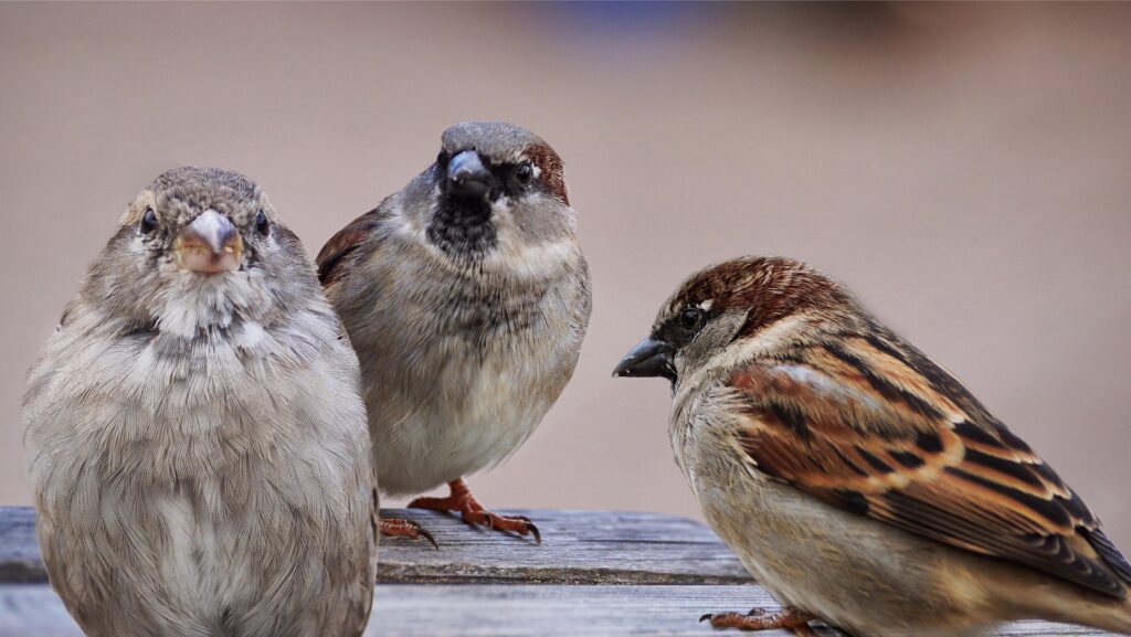 three sparrows