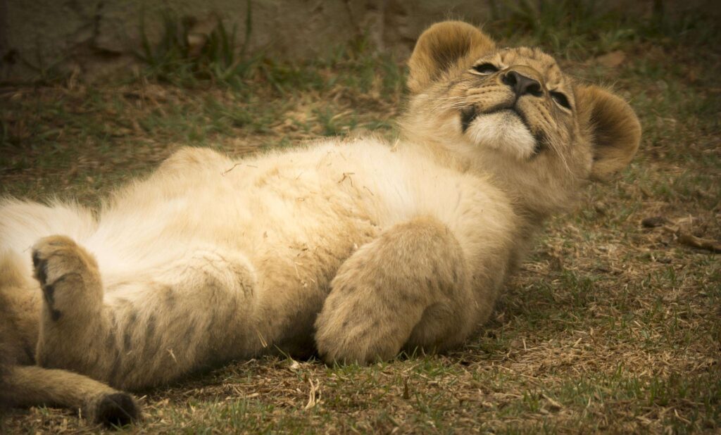 Lion cub
