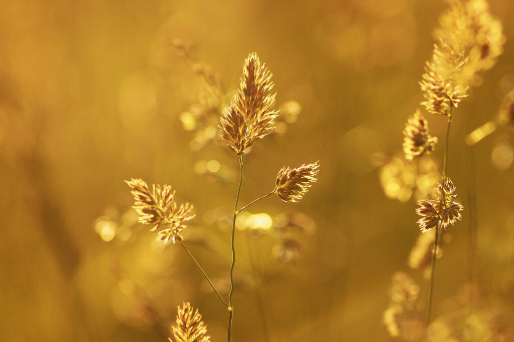 Wheat plant 