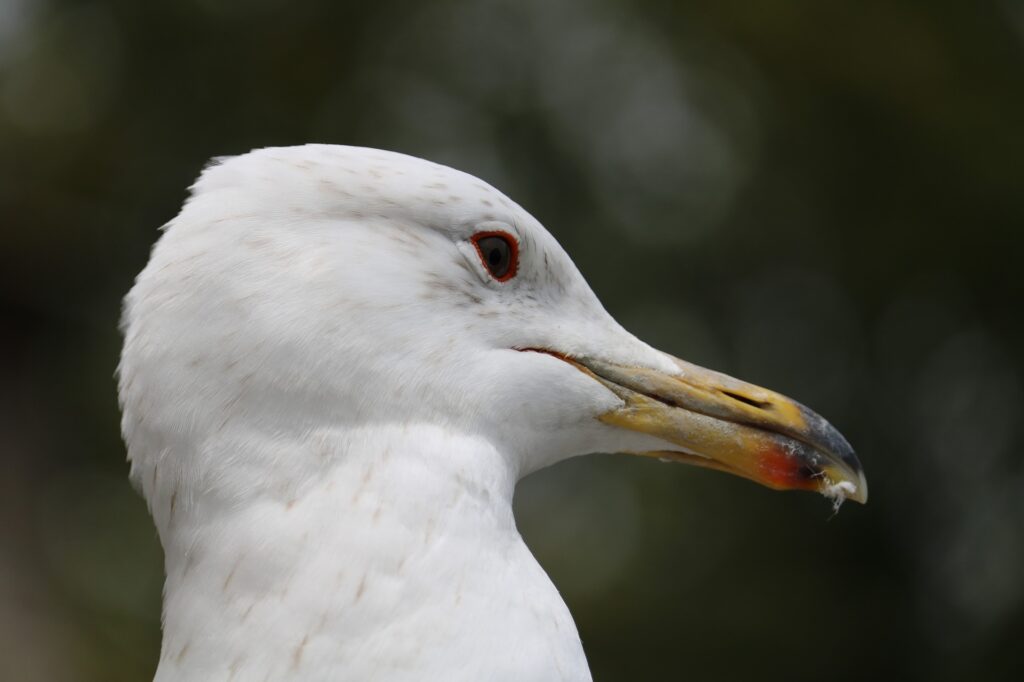 Swan close up