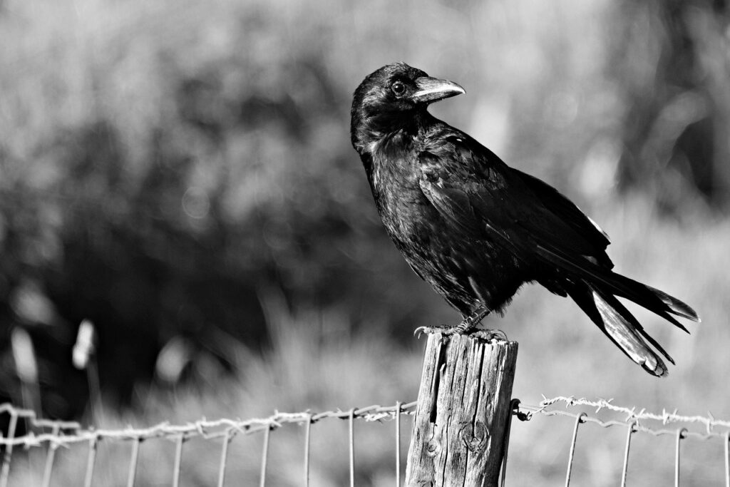 a crow sitting on the wood