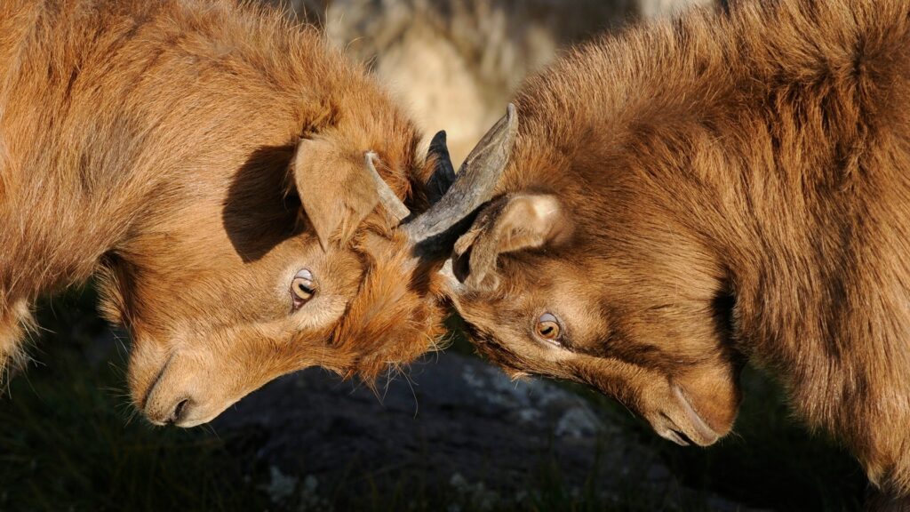 goats fighting