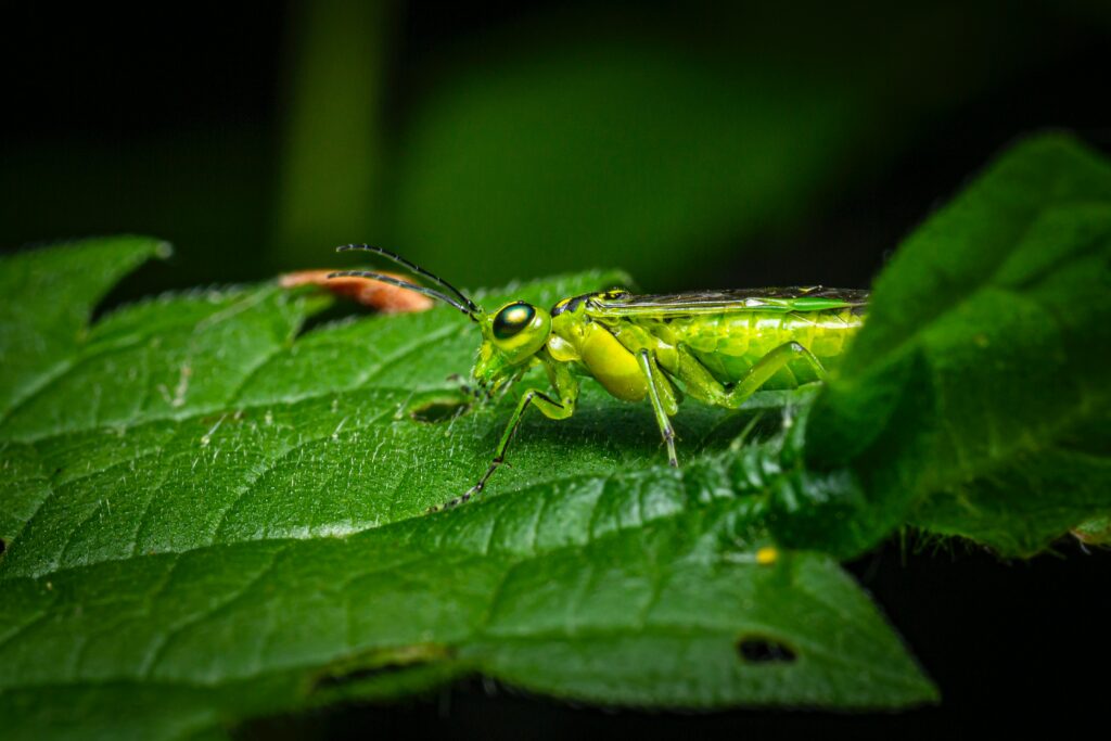 insect on leaf